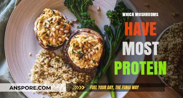 Mushroom Power: Highest Protein Fungi