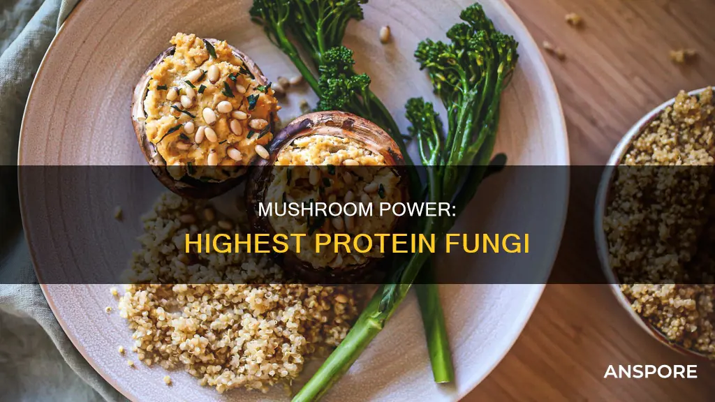 which mushrooms have most protein