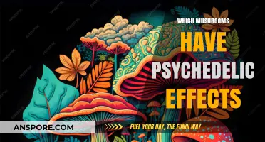 Psychedelic Mushrooms: Exploring the World of Magic Fungi