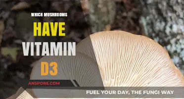 Mushroom Power: Vitamin D3 Sources