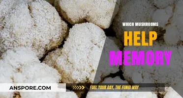 Mushroom Power: Enhancing Memory with Fungi