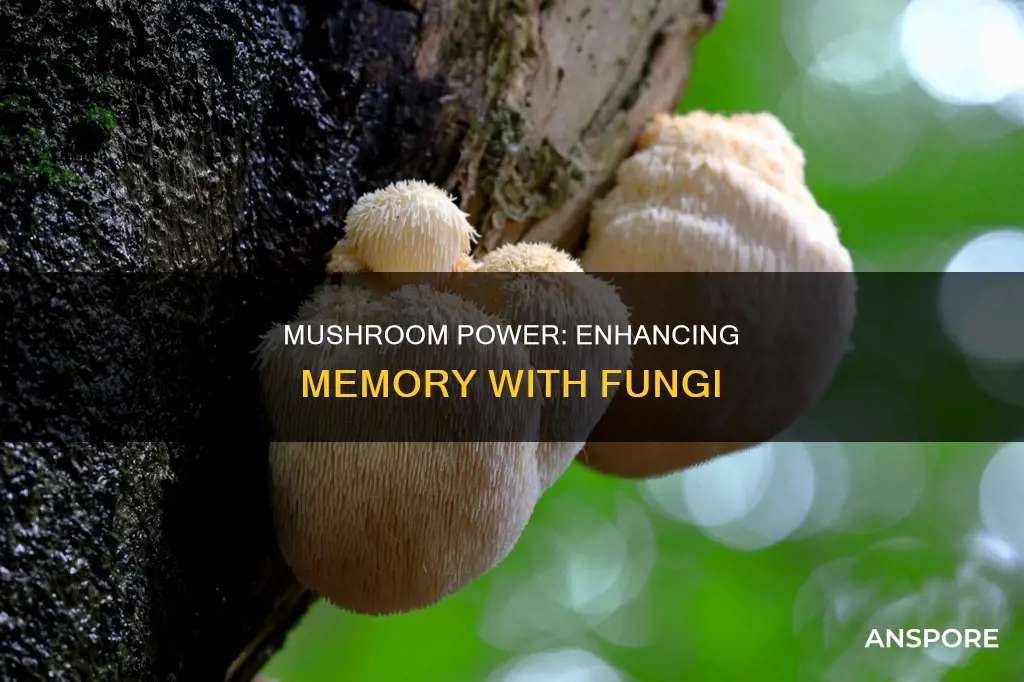 which mushrooms help memory