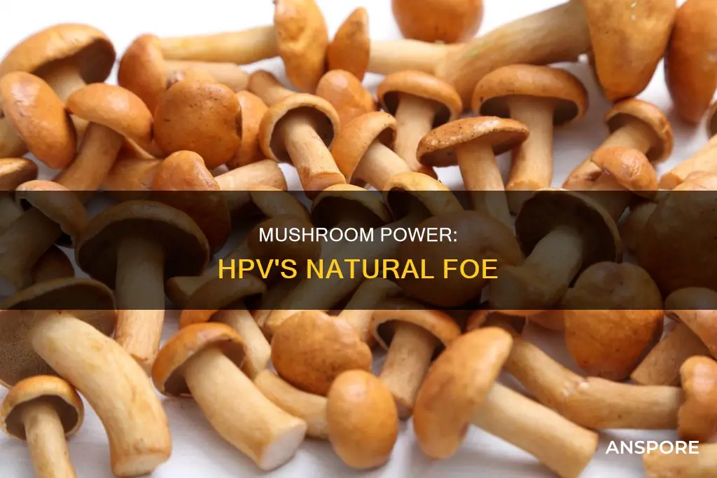 which mushrooms hpv