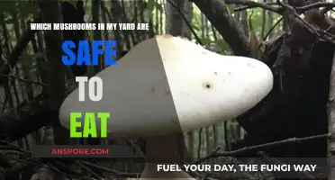 Identifying Edible Yard Mushrooms: A Safe Foraging Guide for Beginners