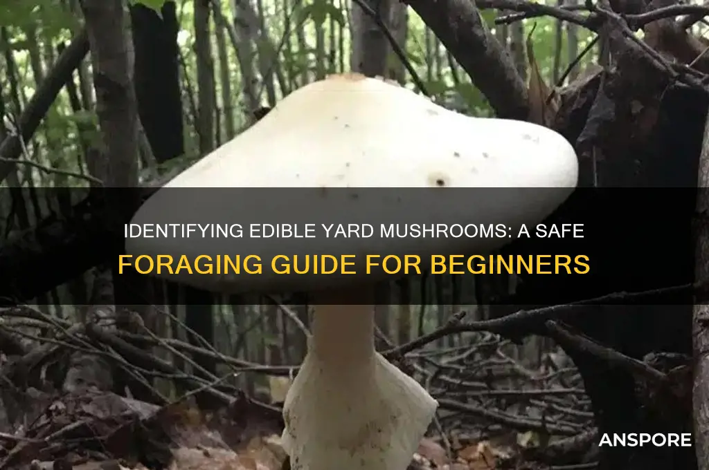 which mushrooms in my yard are safe to eat