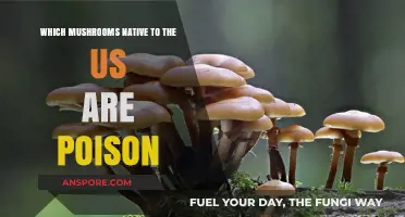 Toxic US Mushrooms: Identifying Deadly Native Fungi in America