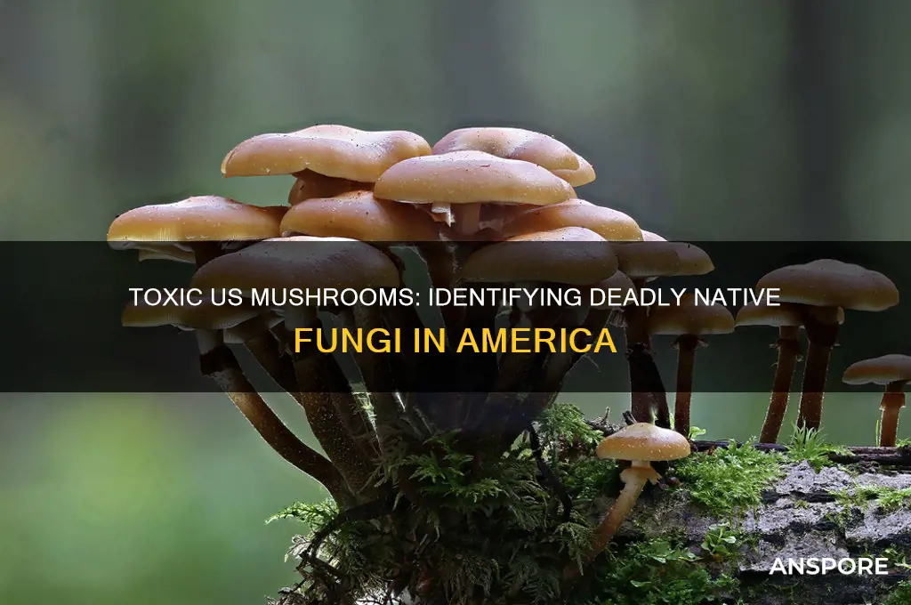 which mushrooms native to the us are poison