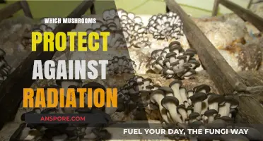 Mushroom Superpowers: Protecting Against Radiation