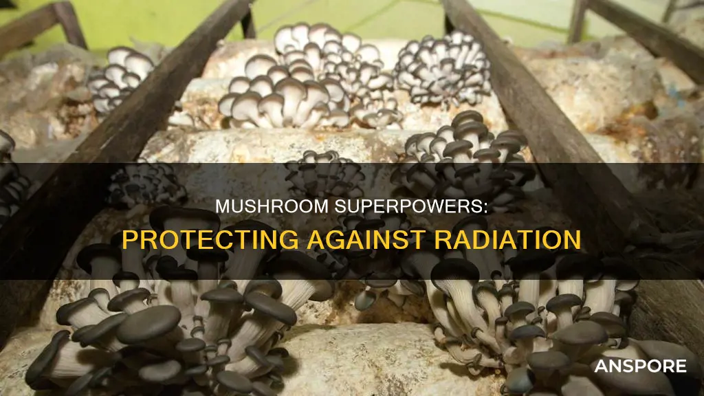which mushrooms protect against radiation