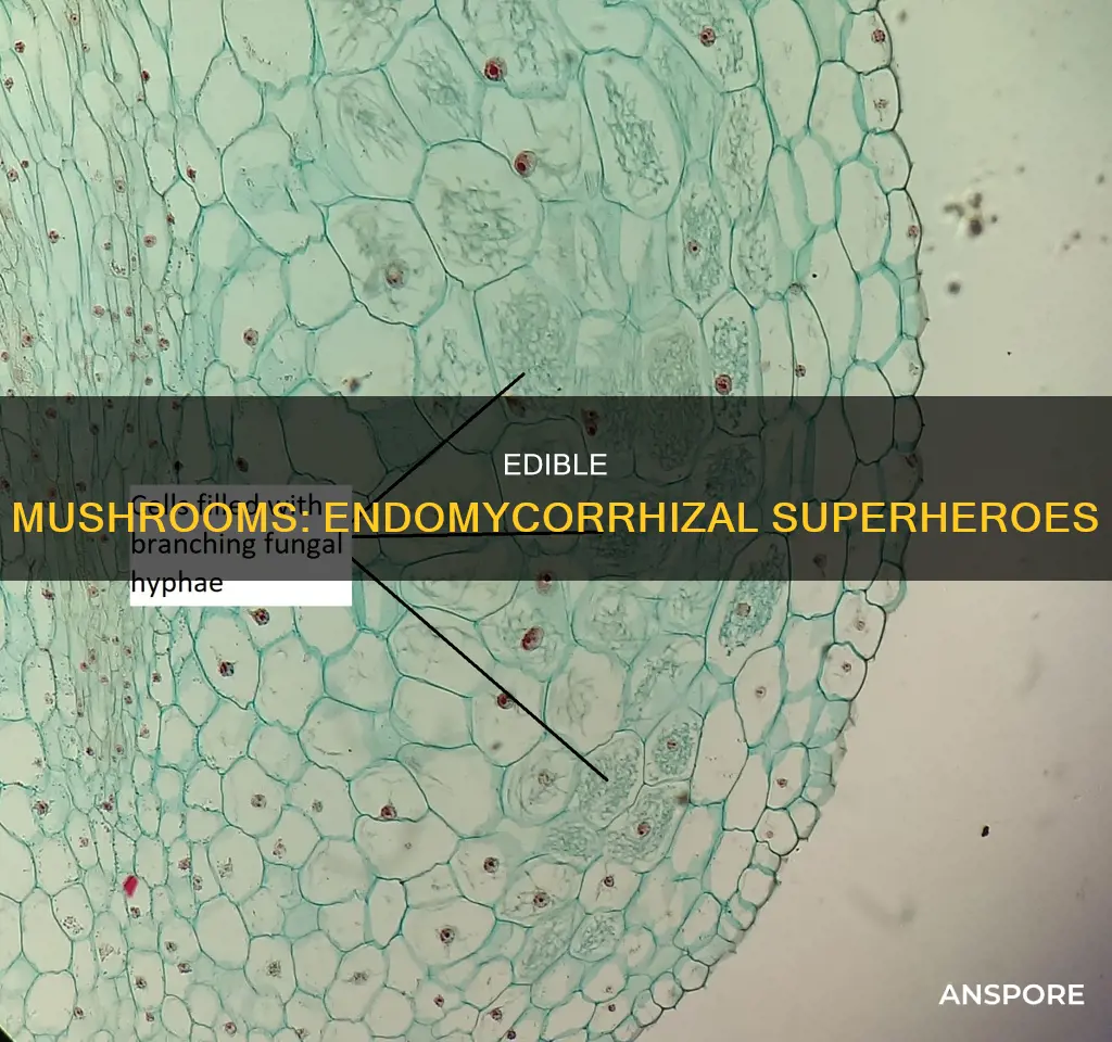 which mushrooms sre endomycorrhizal