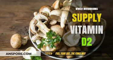 Mushrooms with Vitamin D2: Nature's Sunshine Superfood