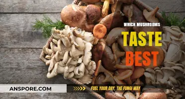 Mushroom Delights: Which Varieties Offer the Best Taste?