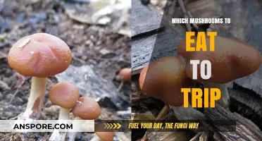 Exploring Psychedelic Mushrooms: A Guide to Safe Tripping Varieties