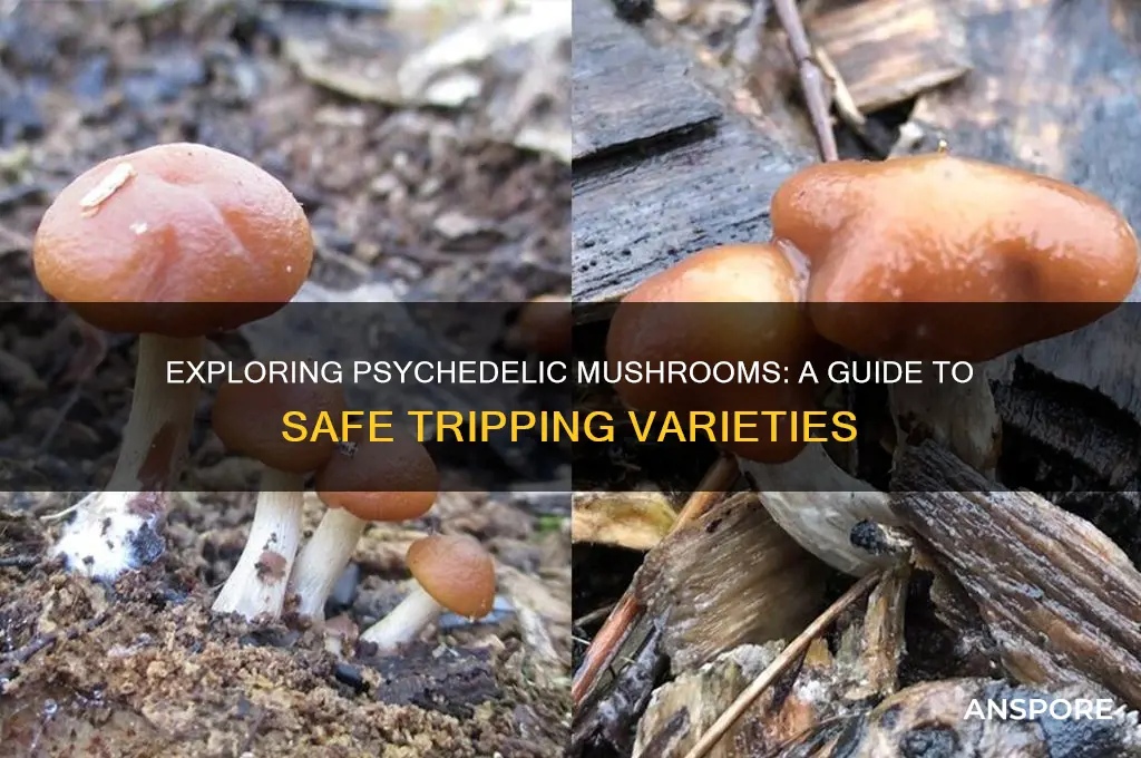 which mushrooms to eat to trip