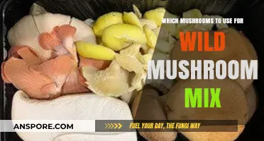 Best Wild Mushroom Mix: Top Varieties for Flavor and Texture