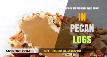 Growing Mushrooms in Pecan Logs: Best Varieties to Cultivate