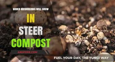 Mushroom Varieties Thriving in Steer Compost: A Comprehensive Guide