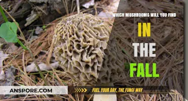 Autumn's Bounty: Discovering Fall's Most Abundant Wild Mushrooms