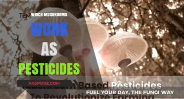 Mushroom Allies: Natural Pest Control