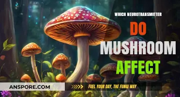 Magic Mushrooms: How They Affect Neurotransmitters