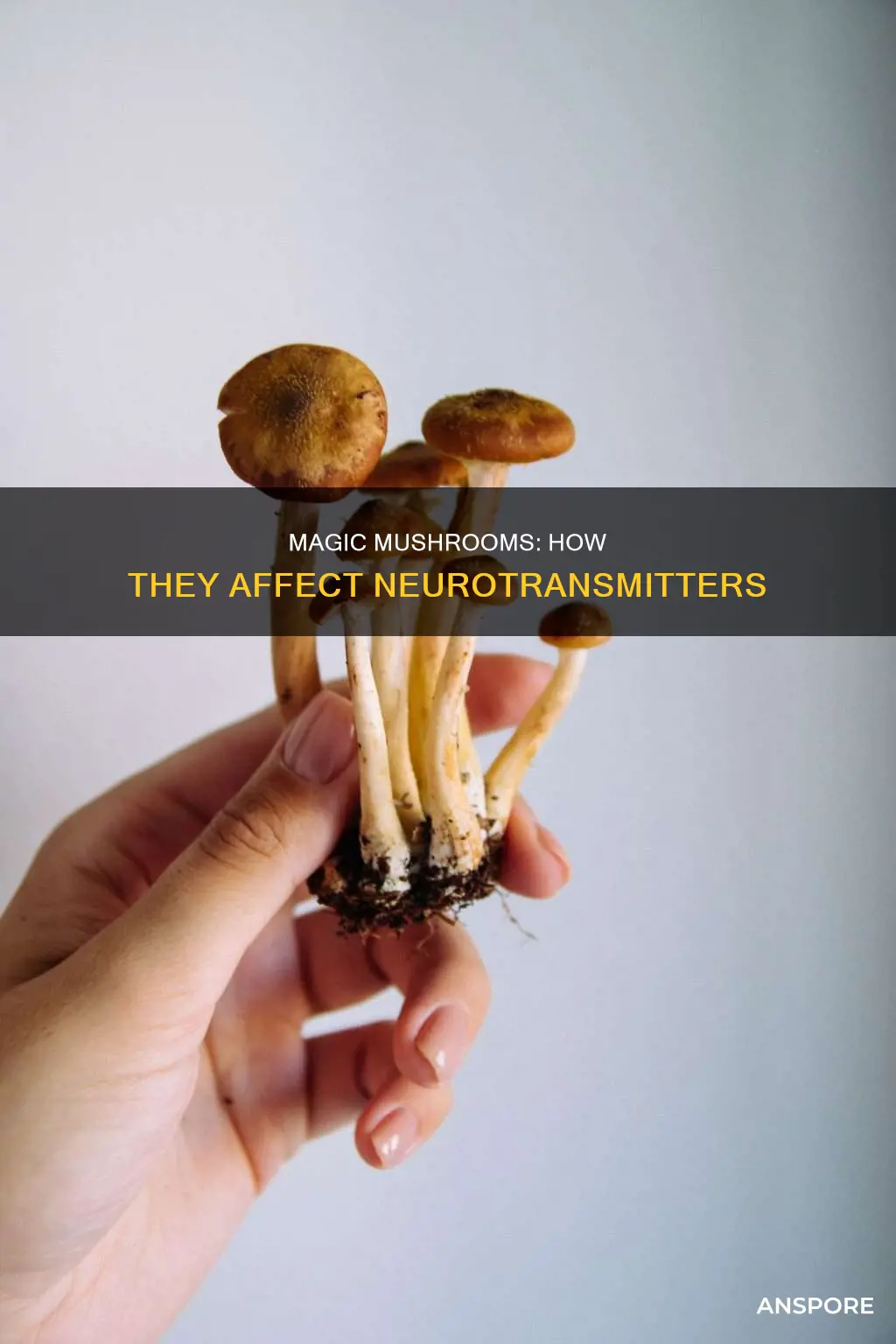 which neurotransmitter do mushrooms affect