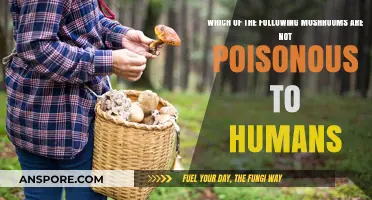 Safe Mushroom Guide: Non-Poisonous Varieties for Human Consumption
