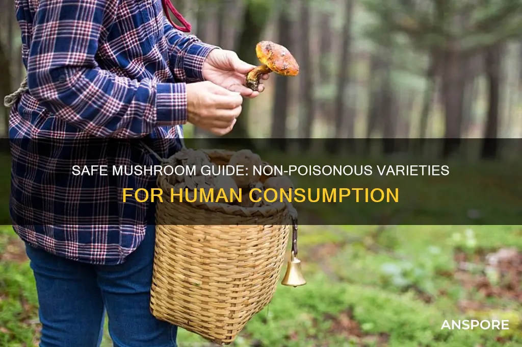which of the following mushrooms are not poisonous to humans