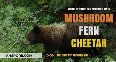 Identifying Nature's Producers: Moth, Mushroom, Fern, or Cheetah?