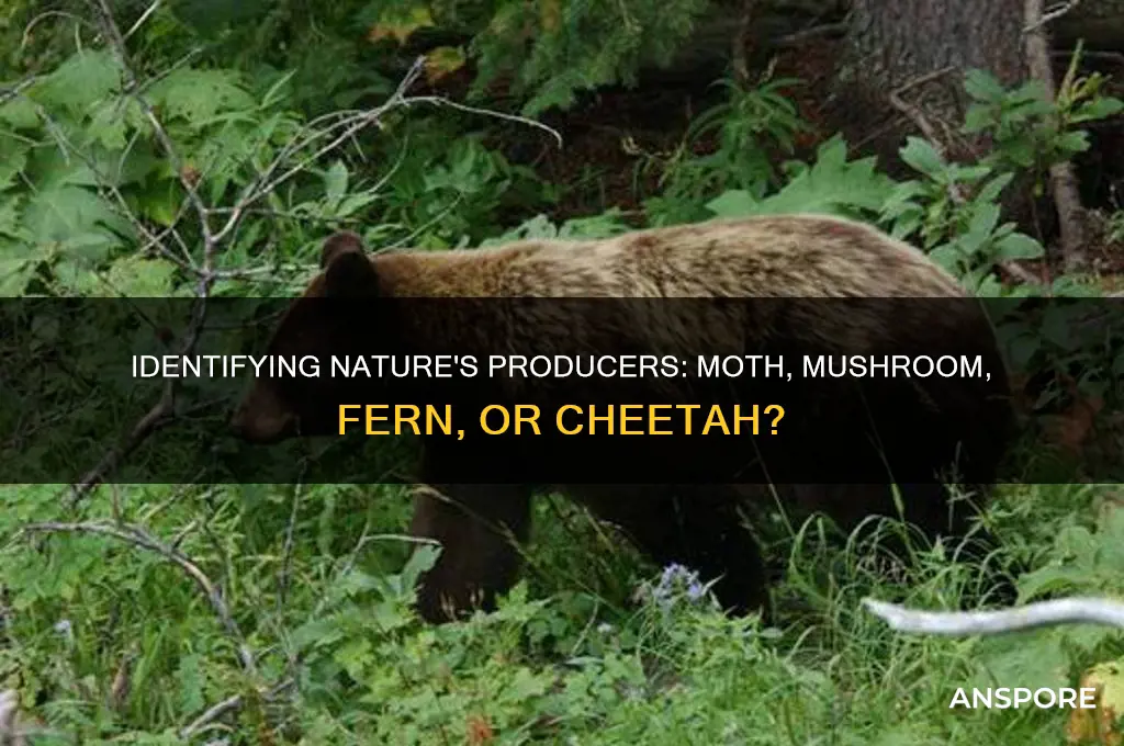 which of these is a producer moth mushroom fern cheetah