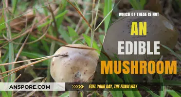 Identifying Non-Edible Mushrooms: A Guide to Safe Foraging