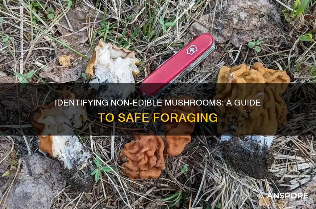 which of these is not an edible mushroom