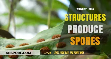 Unveiling the Spore-Producing Structures: A Comprehensive Guide to Identification