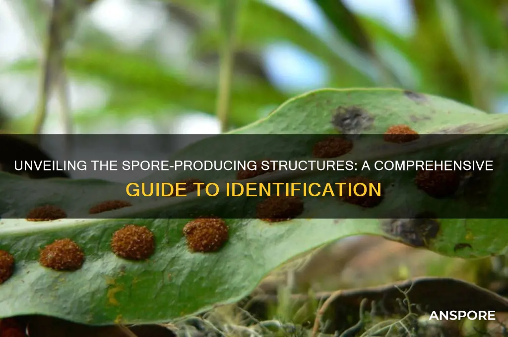 which of these structures produce spores
