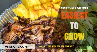 Beginner-Friendly Oyster Mushroom: Simplest Varieties to Cultivate at Home