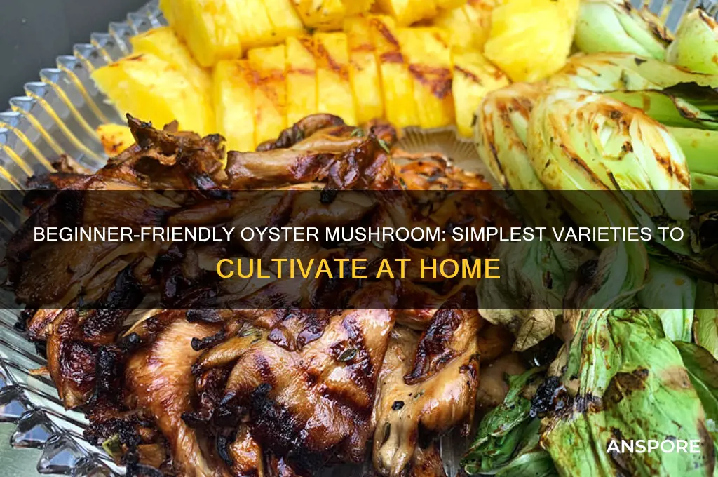 which oyster mushroom is easiest to grow
