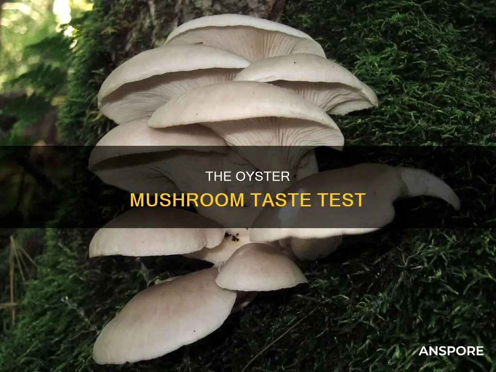 which oyster mushrooms are tastier
