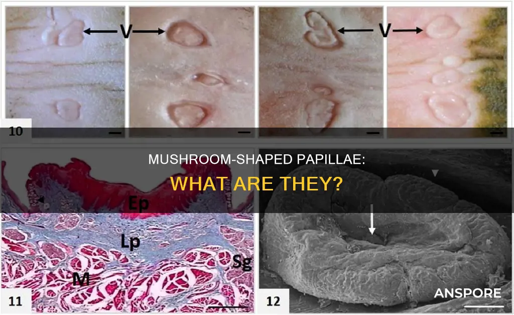 which papillae are mushroom shaped