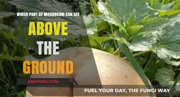 Unveiling the Visible Mushroom: The Above-Ground Fruiting Body Explained