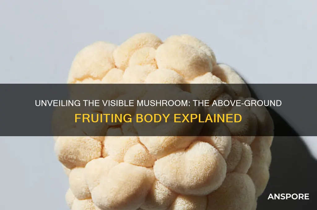 which part of mushroom can see above the ground