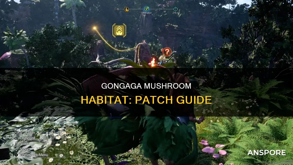which patch are gongaga mushrooms
