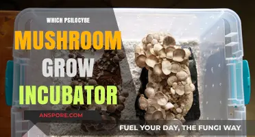 Best Incubators for Growing Psilocybe Mushrooms: A Comprehensive Guide