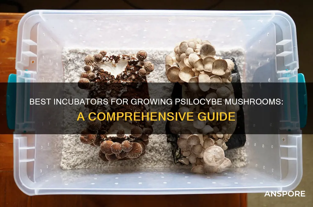 which psilocybe mushroom grow incubator