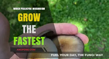 Fastest Growing Psilocybe Mushrooms: Top Varieties for Quick Cultivation