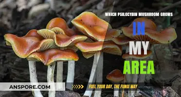 Discovering Local Psilocybin Mushrooms: A Guide to Your Area's Varieties