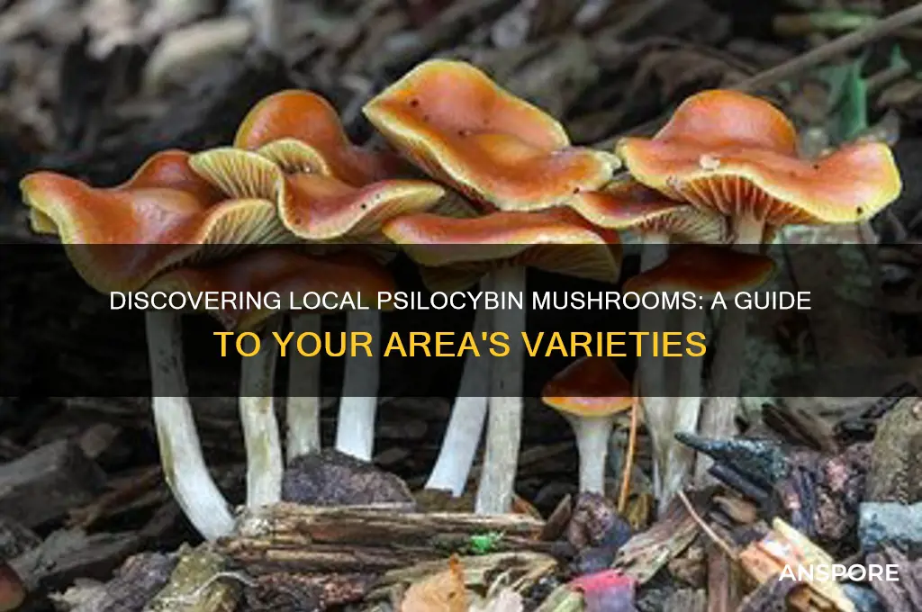 which psilocybin mushroom grows in my area