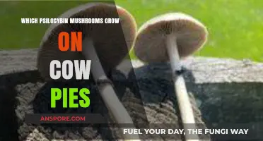 Psilocybin Mushrooms on Cow Pies: Species, Growth, and Identification