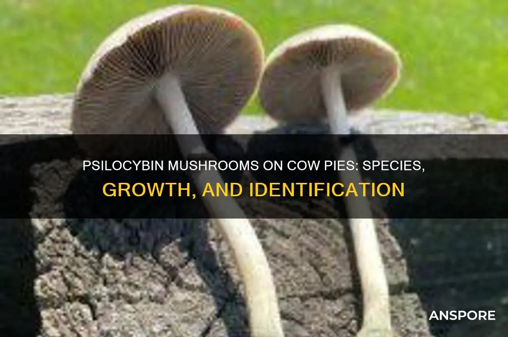 which psilocybin mushrooms grow on cow pies