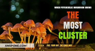 Cluster Kings: Top Psychedelic Mushrooms That Grow in Dense Groups