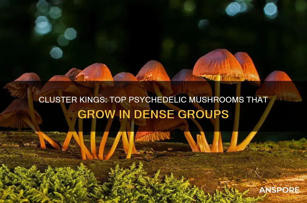 which psychedelic mushroom grows the most cluster