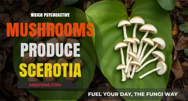 Magic Mushrooms: Scerotia-Producing Varieties and Their Effects